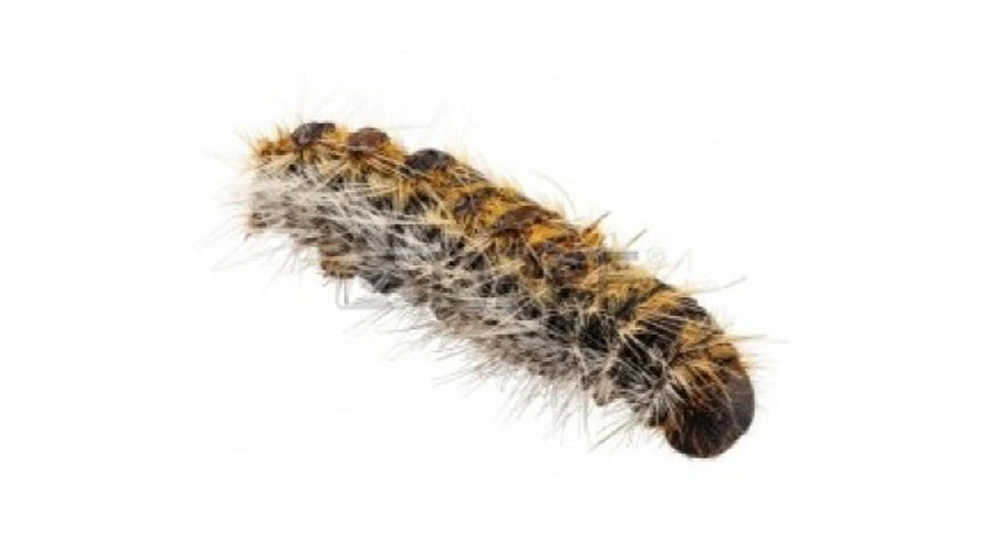 Control de procesionaria del pino