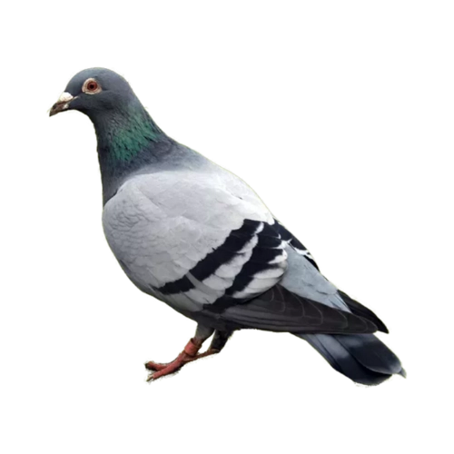 control de aves y palomas