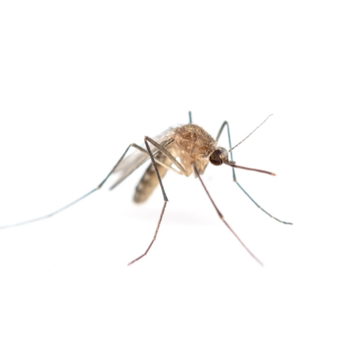 control de mosquitos