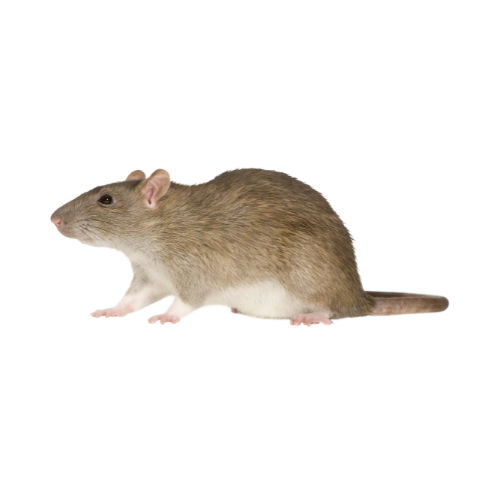 control de ratas