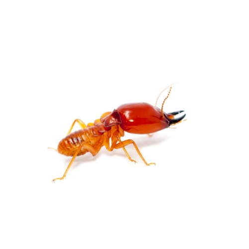 control de termitas de madera