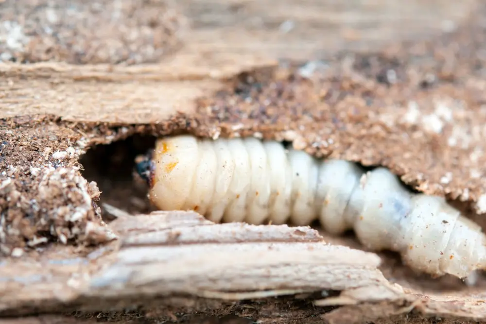 carcoma en el sector inmobiliario