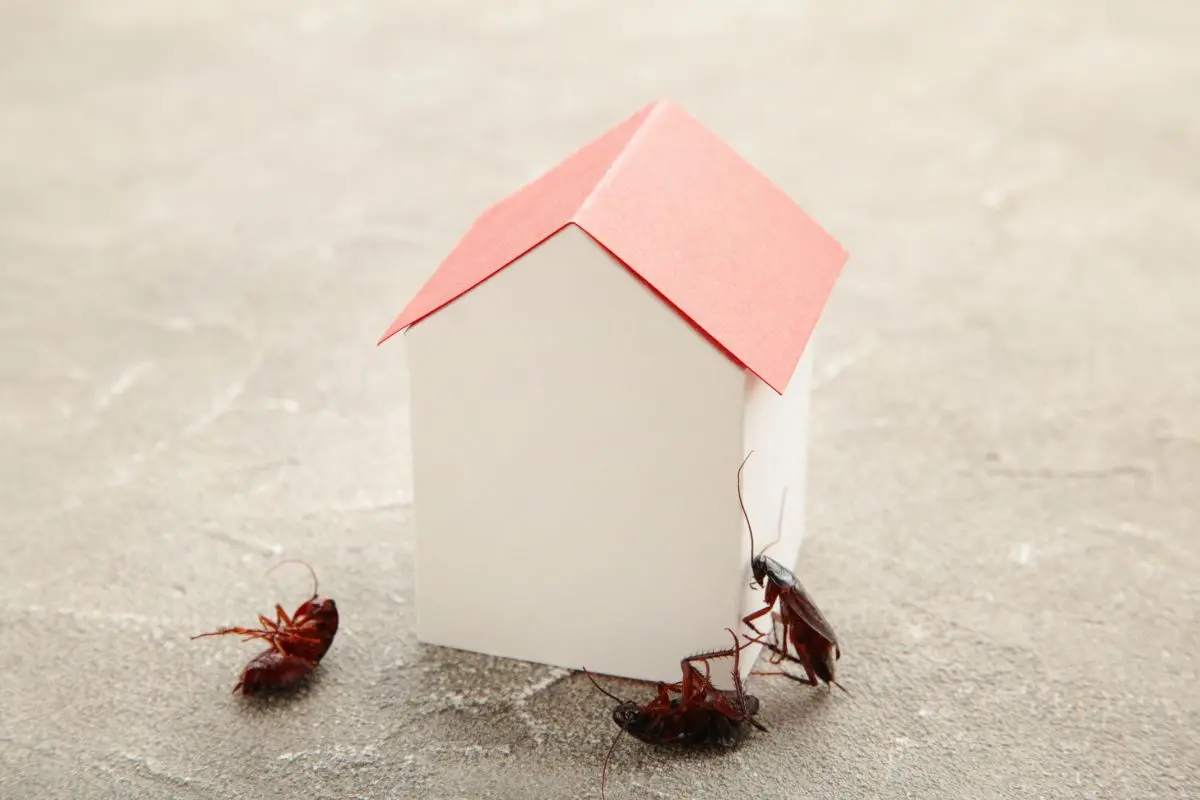 control de cucarachas en el hogar