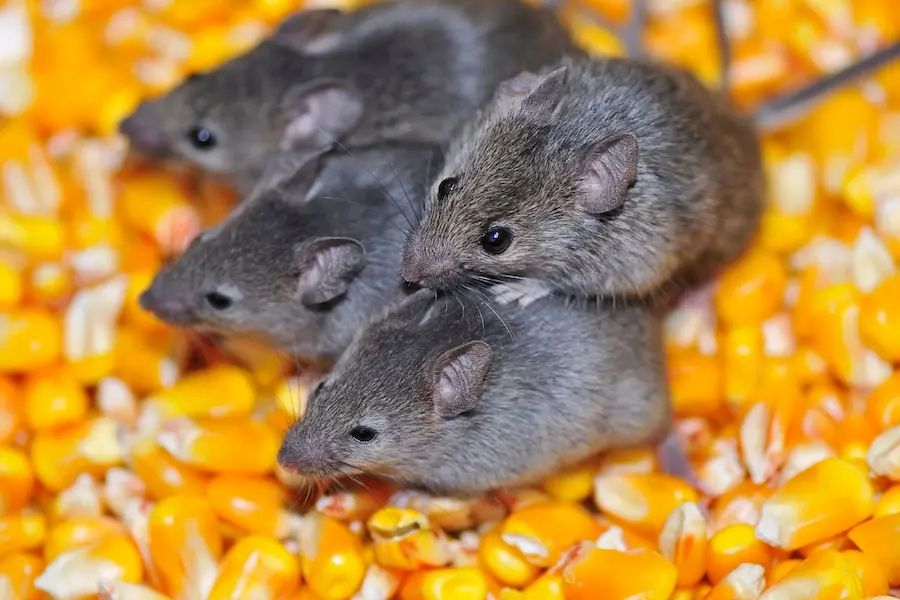 control de roedores en la industria alimentaria