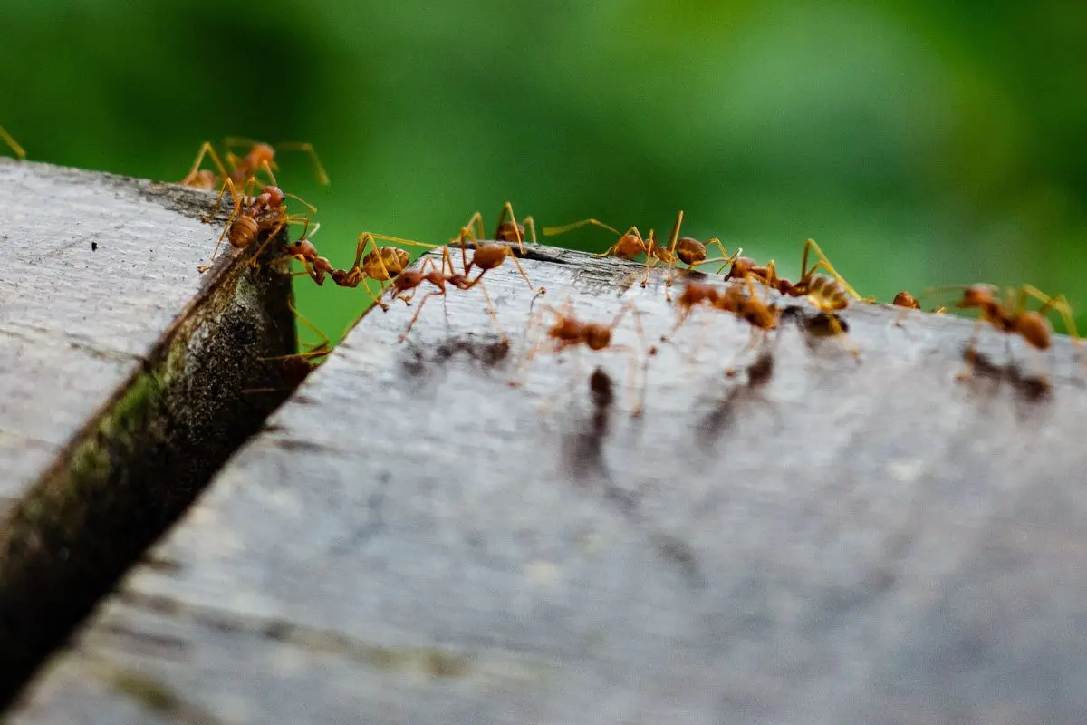 controlar infestaciones de hormigas en el hogar