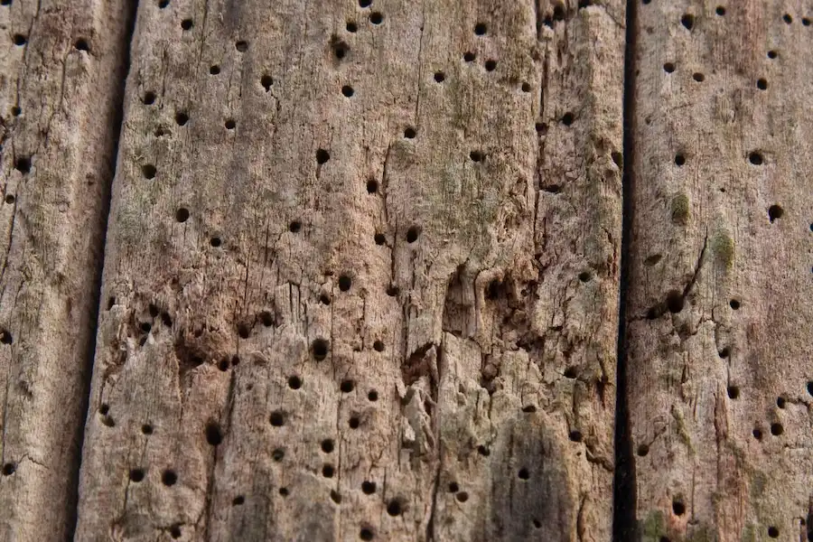 eliminar carcoma en parquet y suelos de madera