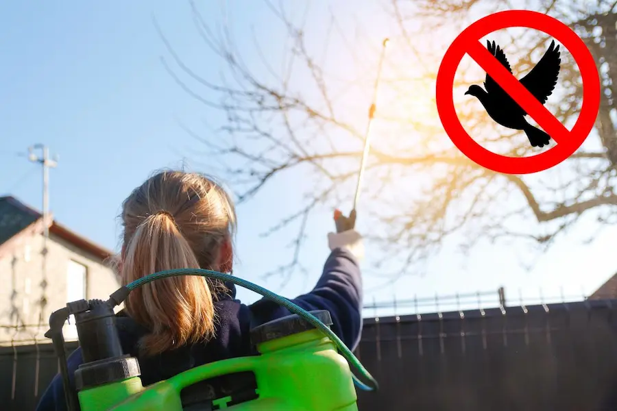 fumigación contra palomas funciona