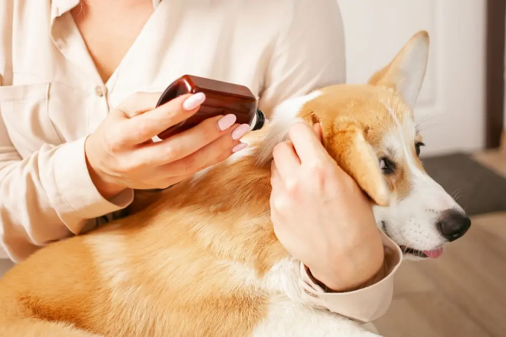 medidas preventivas contra pulgas