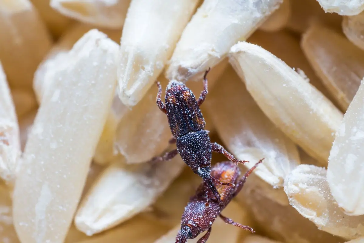 métodos para exterminar gorgojos en casa