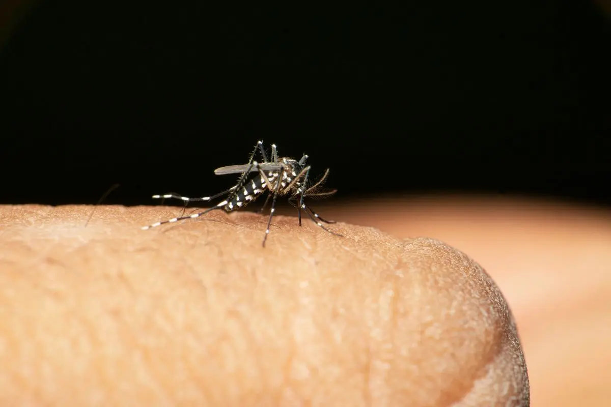 tratamiento picadura mosquito tigre